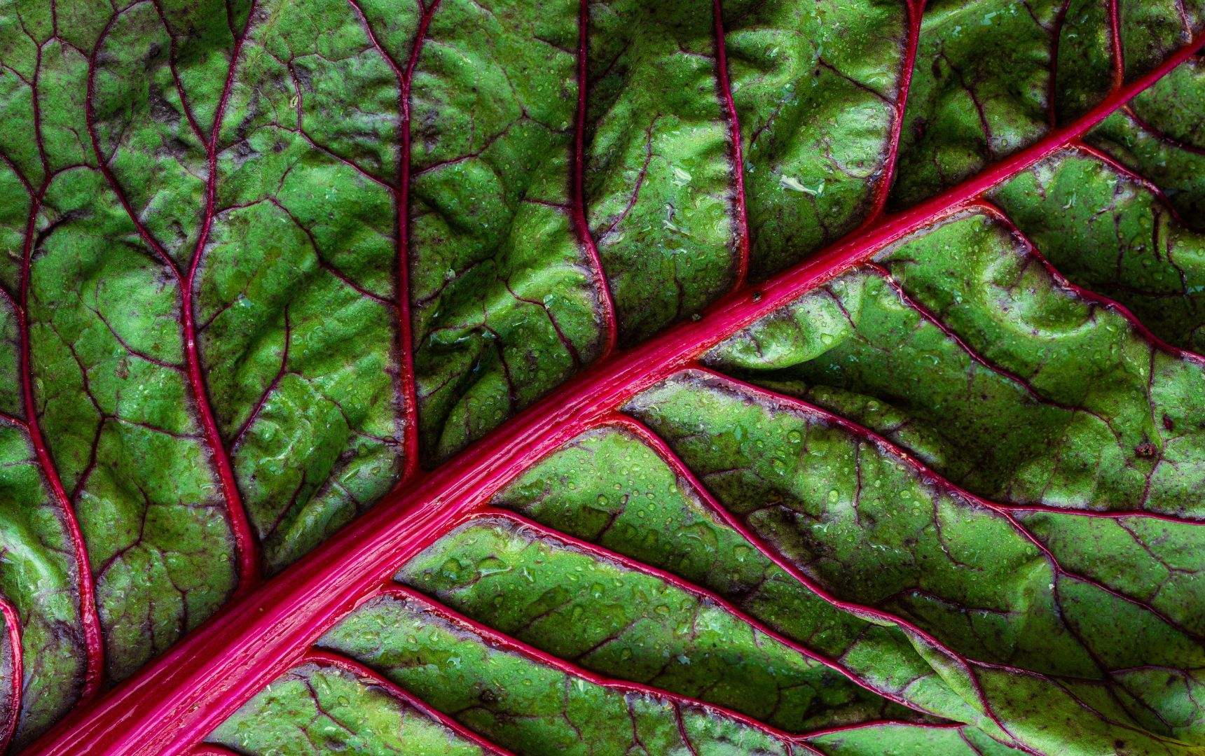 Cime di Rapa