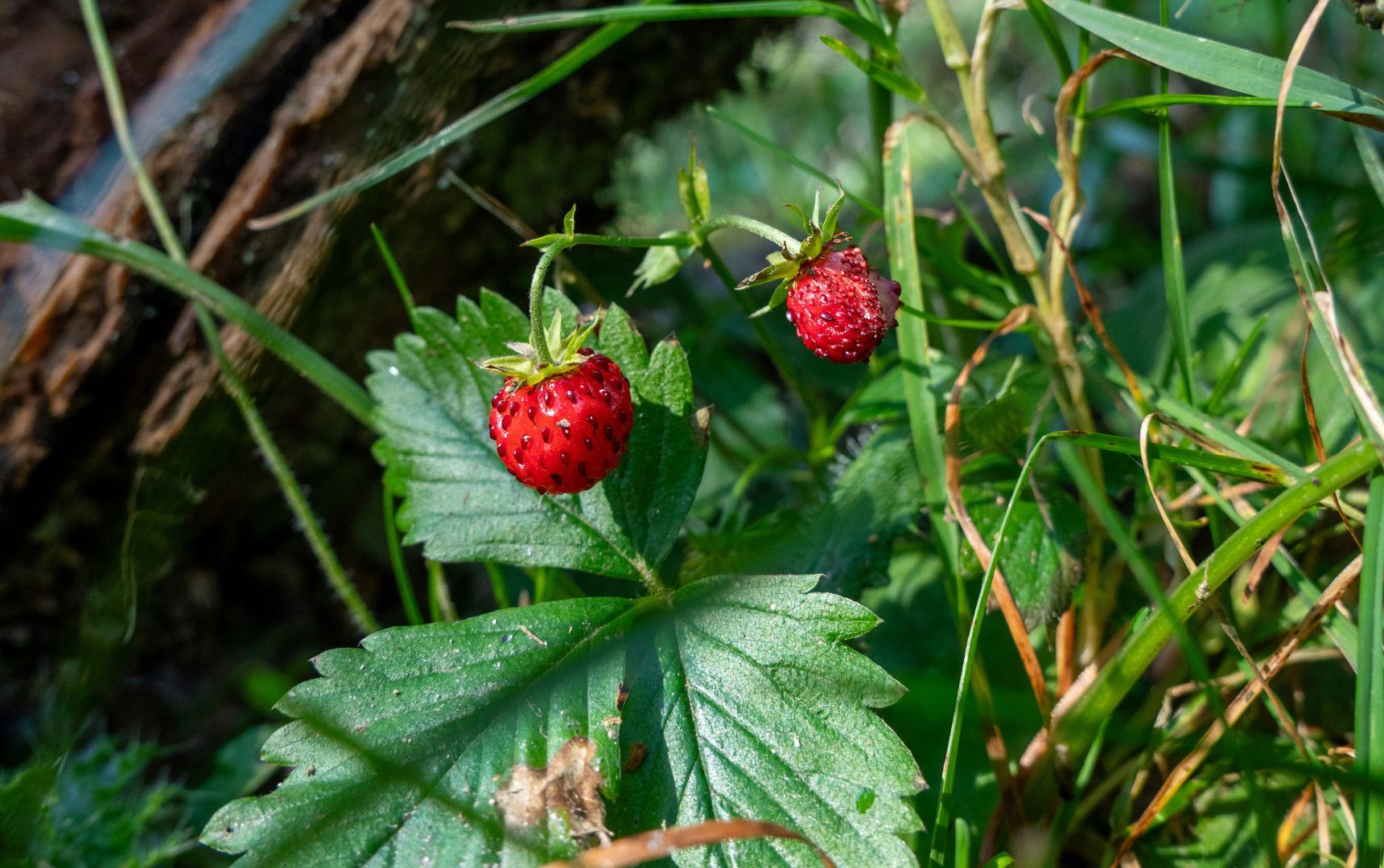 Fragole di bosco