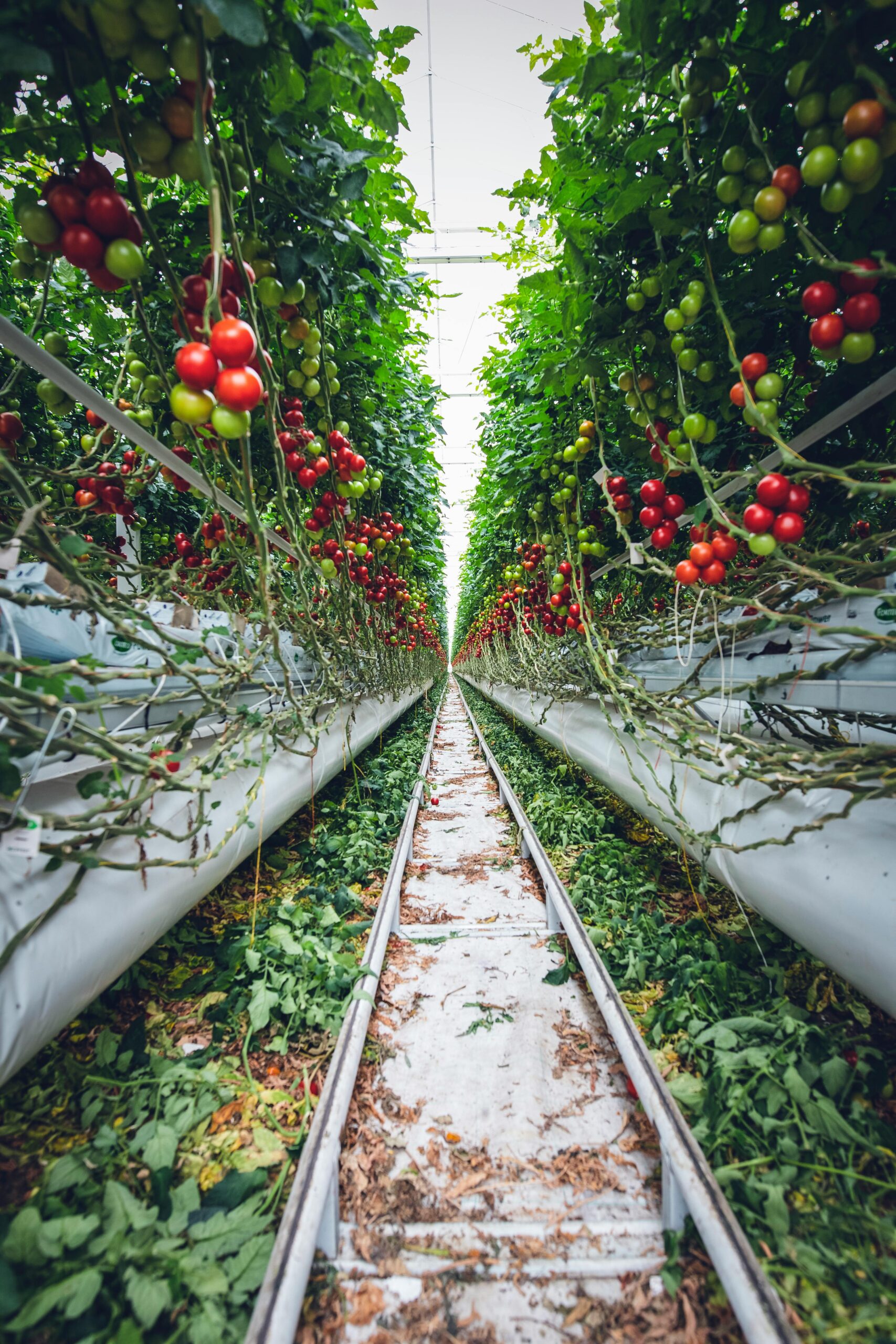 Pomodoro in serra